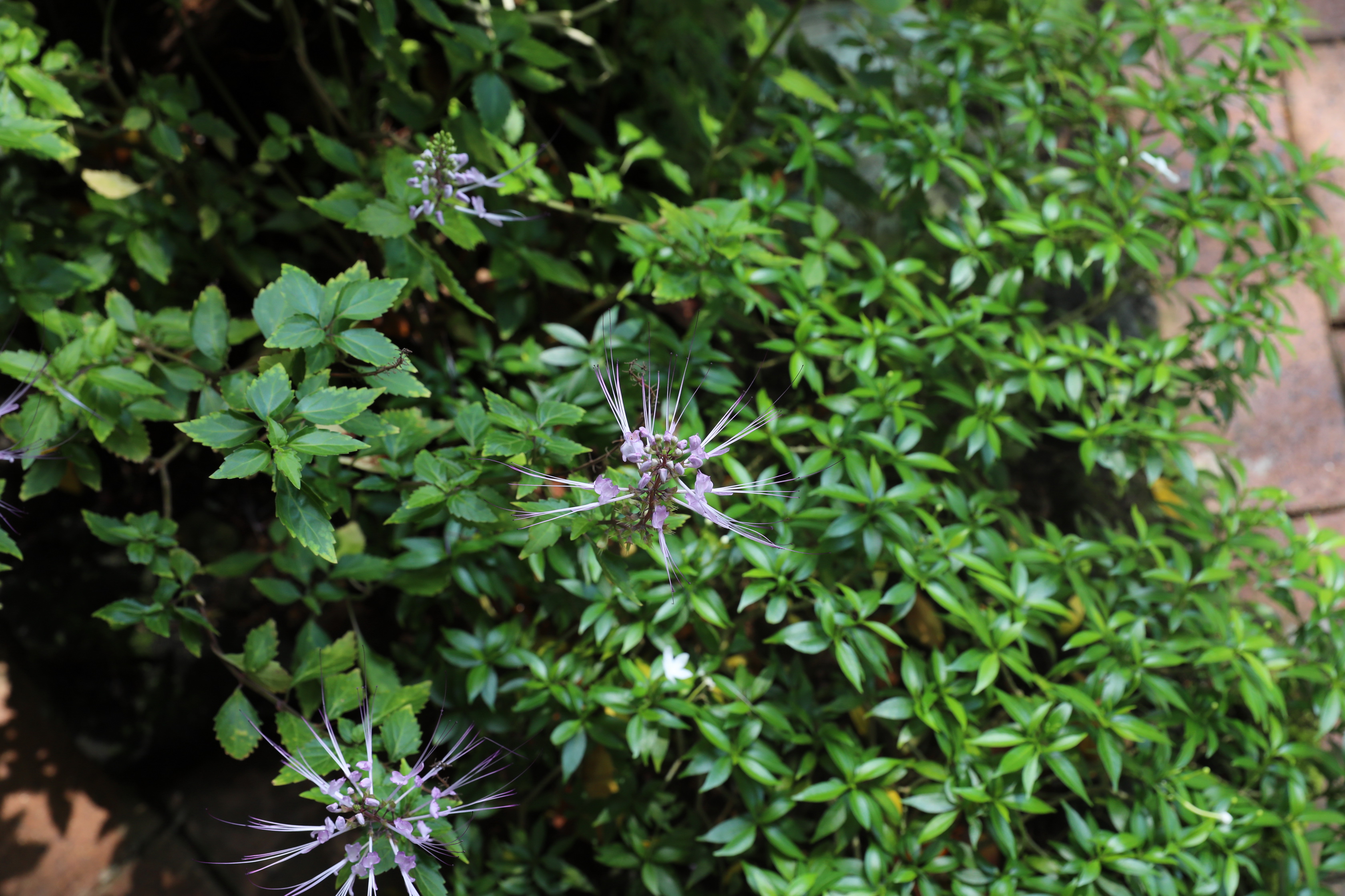 2020 02 03 13 46 17 Canon EOS 5D Mark IV 0018